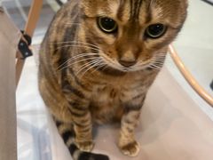 -Heymao猫咖.咖啡厅(东门店)