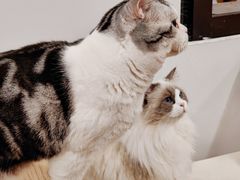 -有喵·猫咖·狗咖·40+猫狗有小奶狗(岗厦店)