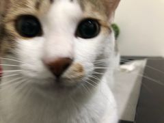 -爱诺耐芙动物医院(万博店)