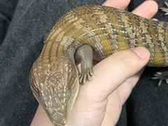 -酷以爬仙阁实体爬宠店·守宫·蜥蜴·专业繁育