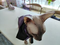 -泰国佛·塔罗·泰牌狐仙古曼