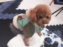 -中环花鸟鱼虫市场