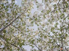 -西安青龙寺遗址景区