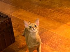 -纳吉亚猫专科动物医院(康都外科中心)