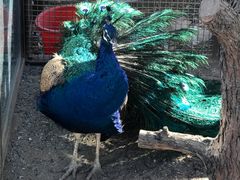 -南宫五洲植物乐园