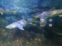 -烟台海昌鲸鲨海洋公园