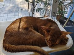 -琪喵猫屋·撸猫猫咖·猫舍