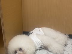 -瑞派康怡24h宠物医院·犬猫医疗中心·微创绝育(瑞景分院)