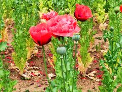 -国家植物园南园