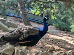 -西霞口神雕山野生动物世界