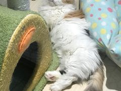 -momokira米努特·德文卷毛猫·棉花面纱犬