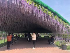 -荷兰花海