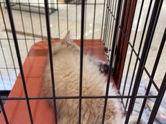 -1013 PET SHOP精品宠物商店(丁香店)