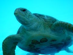 -珠海长隆海洋王国