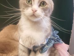 -猫儿山۰猫主题餐厅