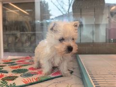 -翊宠yipet猫狗购宠庄园犬舍•猫舍