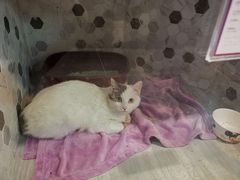 -宠爱国际动物医院·消化内科·心肾内科·ISFM猫友好(望京店)