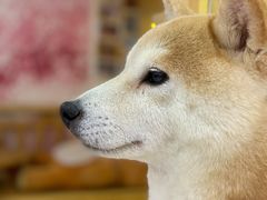 -柴源莊·柴小宠柴犬咖啡