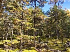 -汤旺河林海奇石景区