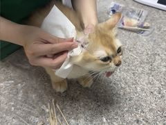 -渲嗳动物医院(异宠·复杂内科转诊中心·玖洲道富华里分院)