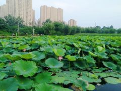 -前关湿地公园