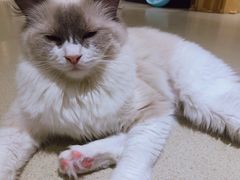 -藏猫猫咖啡主题馆(中央大道店)