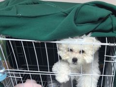 -囡的喵喵酱·萌宠生活馆·宠物洗护美容(胶州路店)