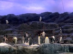-新加坡飞禽公园