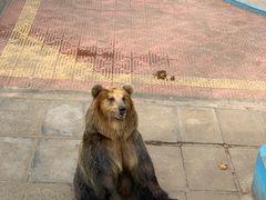 -西霞口神雕山野生动物世界