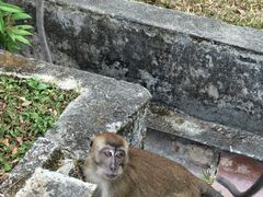 -槟城植物园