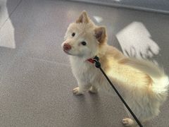 -瑞派宠物医院·犬猫全科·猫友好(宾水西道店)