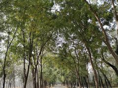 -东郊湿地公园