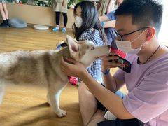 -Husky Go! 哈士奇体验馆·宠物咖啡厅狗咖