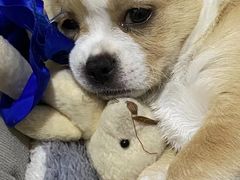 -美联众合宠物医院·爱萌分院·内外科·猫科中心