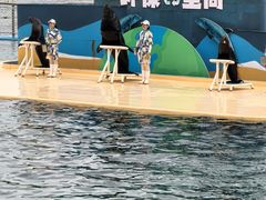 -秦皇岛乐岛海洋王国