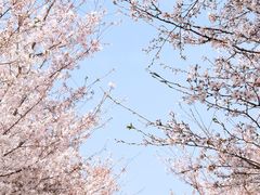 -古柏渡丰乐樱花园