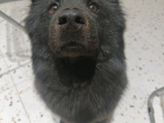 -南京宠物基地·宠物狗宠物猫售卖(南京店)