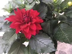 -平吉花卉市场
