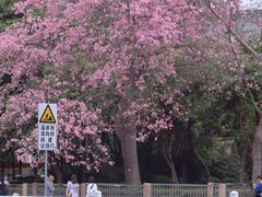 -溪岸路花鸟市场