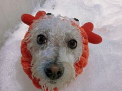 -PETKIT 小佩宠物·低压洗护·美容·寄养(安远店)