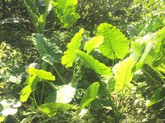 -福建鲤鱼洲酒店