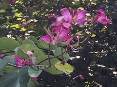 -金鸡山公园