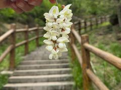 -白水寺森林公园