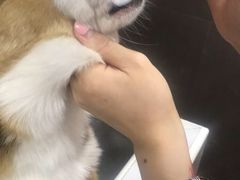-宠宠熊宠物美容(星湖街店)