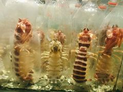 -Isla Sugbu Seafood City