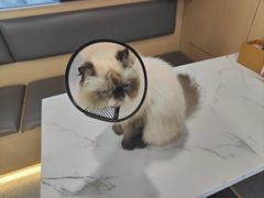 -喵园·猫主题咖啡厅·撸猫·猫咖(国贸店)