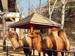 -大连森林动物园