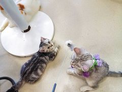 -共舞时光猫咖·狗咖(新街口店)