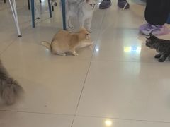 -平行世界·猫咖(首经贸店)