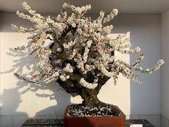 -香雪海